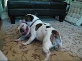 Pro Wrestling - French Bulldog Style (Dobby + Lego) Pro Wrestling - French Bulldog Style (Dobby + Lego)