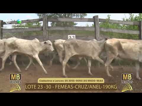 517 LEILO VIRTUAL MB LEILES