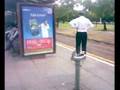 tramstop bird