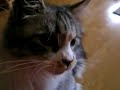 My maine coon cat is playing.