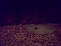 my-fish-tank-arowana-motoro-ray-peacock-bass.html