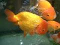 崖のうえのポニョ モデルとなった金魚?