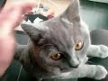 5 Months old Blue British Shorthair 5 Months old Blue British Shorthair