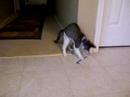 Max vs The Straw