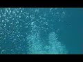 Sub-Aqua Bubbles Sub-Aqua Bubbles