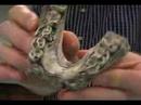 A Afarensis LH 4 Mandible TYPE!