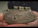 A Afarensis LH 4 Mandible TYPE!