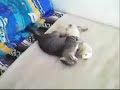 Kitten vs ferret Kitten vs ferret