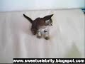 Kitten vs ferret Kitten vs ferret