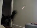 Jumping cat and laser pointer