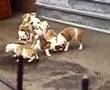 old tyme bulldog puppies