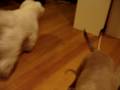 videos de kolbie & rralph 6
