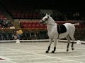The amazing Lipizzaner Stallions