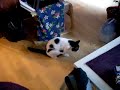 Watch 'Gato rascando su culo en le suelo'