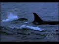 Blue Whales / Orcas : Secret Killers