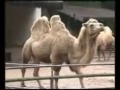 Passeio Animal - Camelo