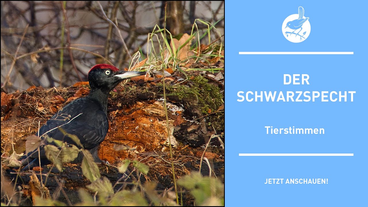 Vogelstimmen: Der Schwarzspecht - Black woodpecker - Dryocopus martius (4k)