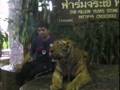 Ripon-street-Boys-meet-the-Tiger