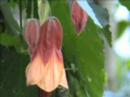 FLOWER MINUTE 83