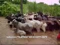 SALVANDO O GADO DA ENCHENTE
