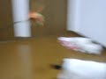 我が家の猫達（2009/11/10）