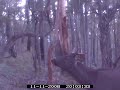 sambar stag preaching sambar stag preaching