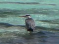 Meeru Island Resort Heron