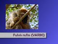 Lemures en Madagascar