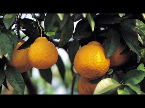 how to grow a lemon tree in the uk