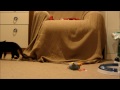 RT @cuddlekitties: Kitty behind the blanket from 26th Jan http://t.co/fuU8JX5g