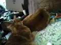 Three and a Half Minutes of Pussy Licking Action!