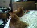 Three and a Half Minutes of Pussy Licking Action!