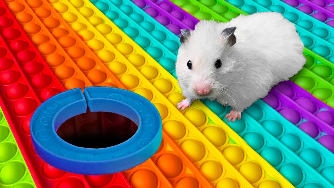 DIY Pop It Hamster Maze