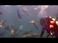 Diving with Sealions of Santa Barbara Island, California