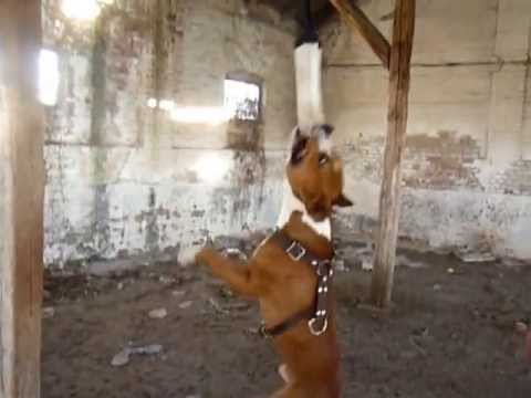 stafford - American Stafford Terrier Serbia Americki Staford Terijer Srbija AST - Koks (official video) facebook.com/pages/AST-Koks/118975348288179.