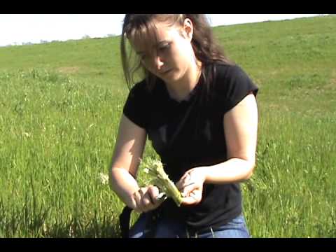 how to harvest milk thistle