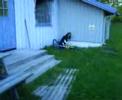 he tried to drop down from the tables to the platform, but!
he forgot braking and went off the platform and bailed xd