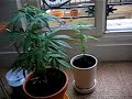 cannabis.plant.apartment.1
