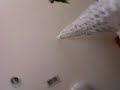 My new tallest tower and an announcement
