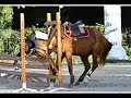 Chutes a cheval