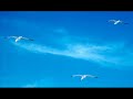 Voglia di libert�