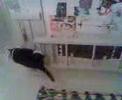 Climbing Fat Cat