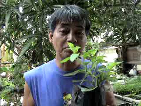 how to take care of gynura procumbens