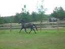 Dinamita Q Andalusian Filly Sale Video