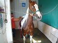 Paint Horse For Sale