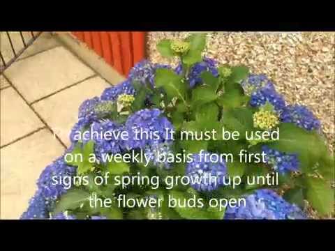 how to turn hydrangeas pink