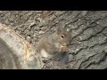 Squirell eats a ritz cracker to Huey Lewis\ Squirell eats a ritz cracker to Huey Lewis\
