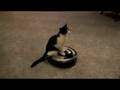 videos de Cute little Cat