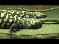 Philadelphia Zoo Gila Monsters