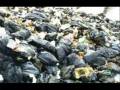videos de Plastic Free Life